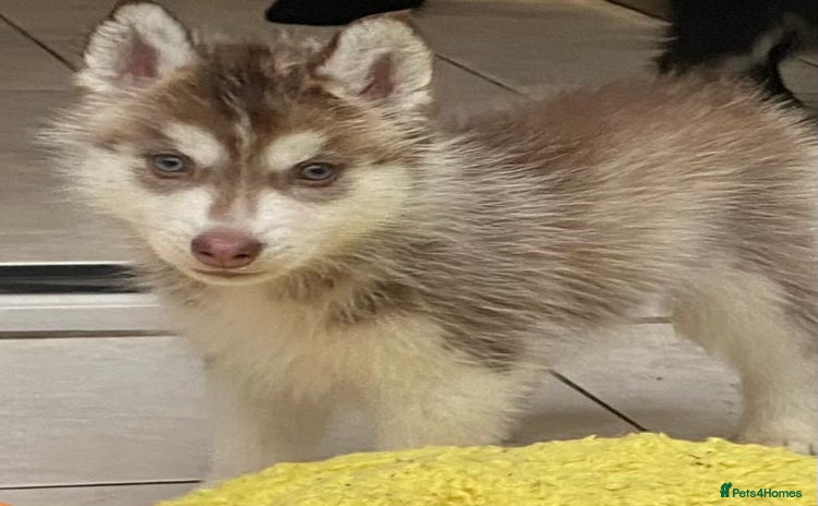 Siberian Husky dogs PREMIUM SIBERIAN HUSKY PUPPIES KC - Advert 4