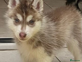 Siberian Husky dogs PREMIUM SIBERIAN HUSKY PUPPIES KC - Advert 2