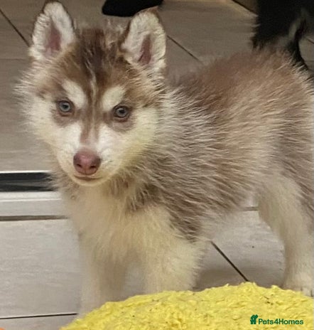 Siberian Husky dogs PREMIUM SIBERIAN HUSKY PUPPIES KC - Advert 3