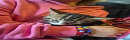 Mixed Breed cats for sale: Kittens Ready for loving homes - Advert 2