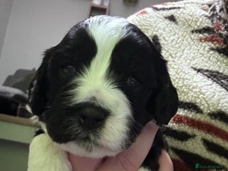 Mixed Breed dogs Beautiful Cocka/Cavapoo puppies. - Advert 6