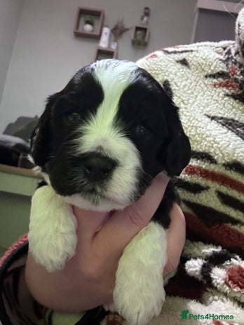 Mixed Breed dogs Beautiful Cocka/Cavapoo puppies. - Advert 1