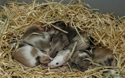 Mouse rodents for sale: Satin, long and short haired varieties  - Image 30