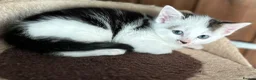 Mixed Breed cats for sale: Beautiful Kittens  - Advert 12