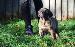 Presa Canario dogs for sale: Presa canario puppies (recognised breeder) - Image 20
