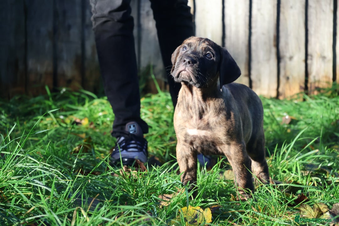 Presa Canario dogs for sale: Presa canario puppies (recognised breeder) - Image 20