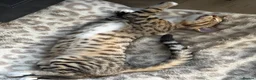 Mixed Breed cats for sale: Bengal x Tabby mixbreed. - Advert 4