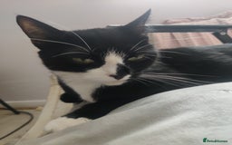 Domestic Shorthair cats for sale: Ginger, black+white kittens 5 months old for sale - Image 12
