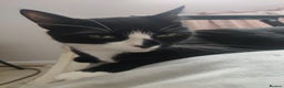 Domestic Shorthair cats for sale: Ginger, black+white kittens 5 months old for sale - Advert 12