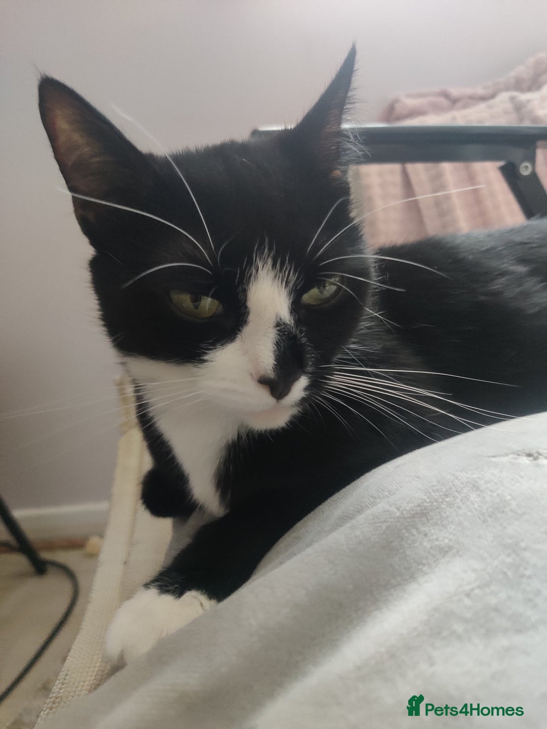 Domestic Shorthair cats for sale: Ginger, black+white kittens 5 months old for sale - Image 12