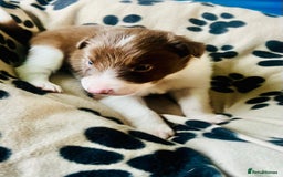 Border Collie dogs for sale: 3 left🐾Ready to leave in 2 weeks🐾Border Collie🐾 - Image 11