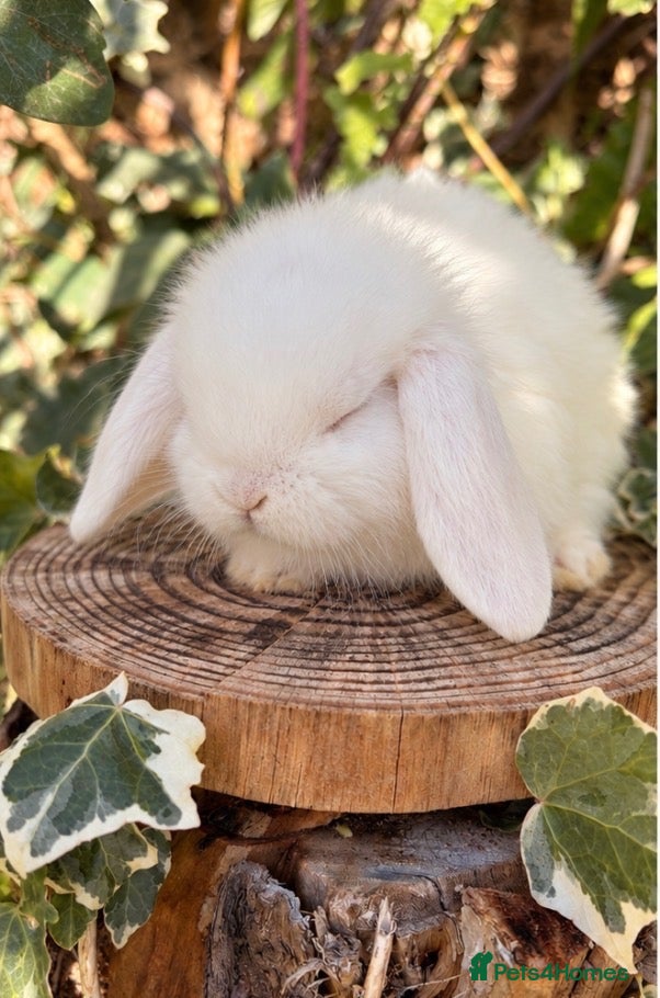 Mini Lop rabbits BEW mini lops 16 Oct  - Advert 2