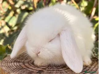 Mini Lop rabbits BEW mini lops 16 Oct - Advert 2
