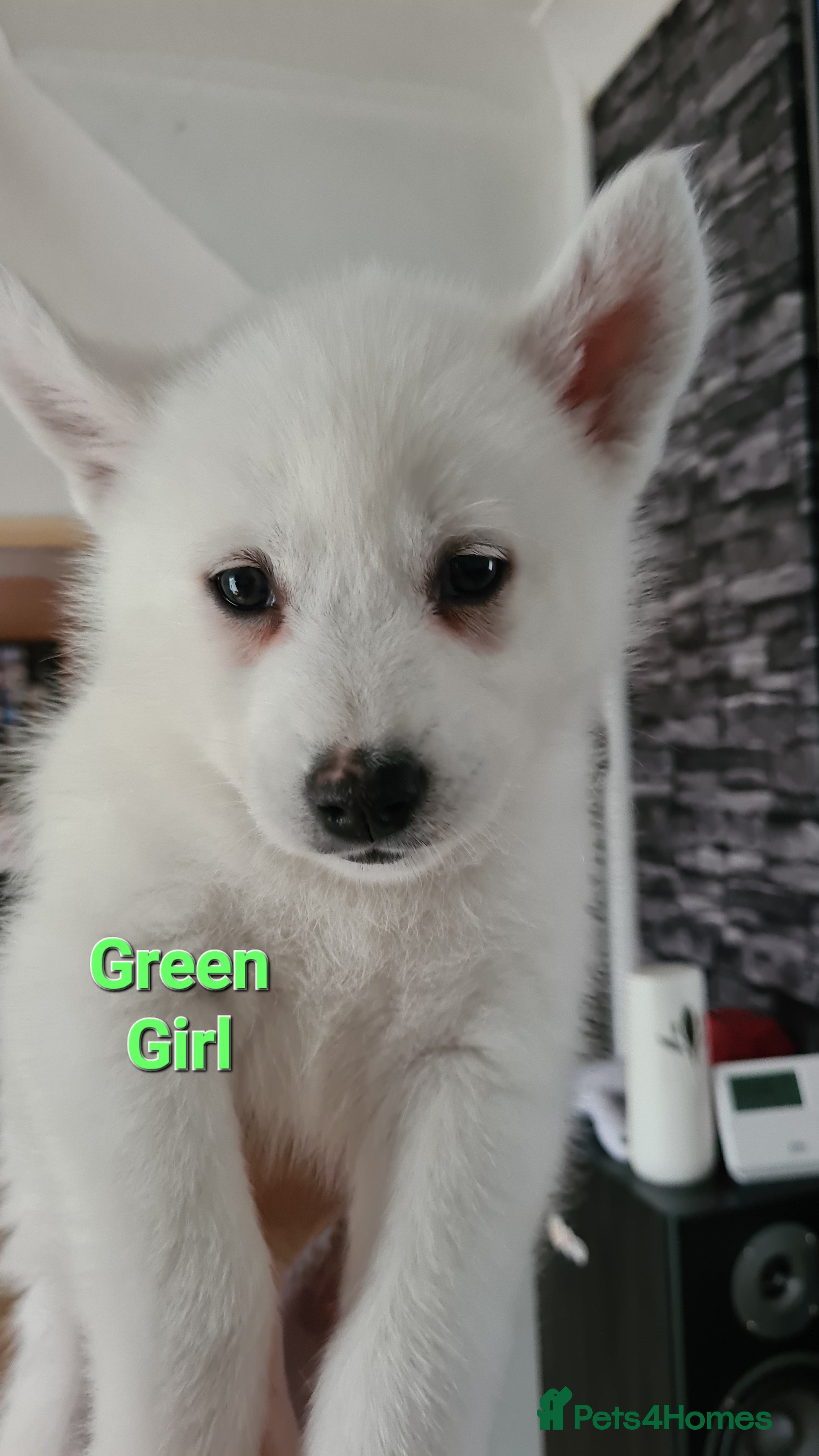 GREEN 3