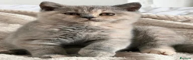 British Shorthair 3