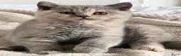 British Shorthair cats for sale: Beautiful Pedigree BSH Kittens-Calmcat - Advert 4