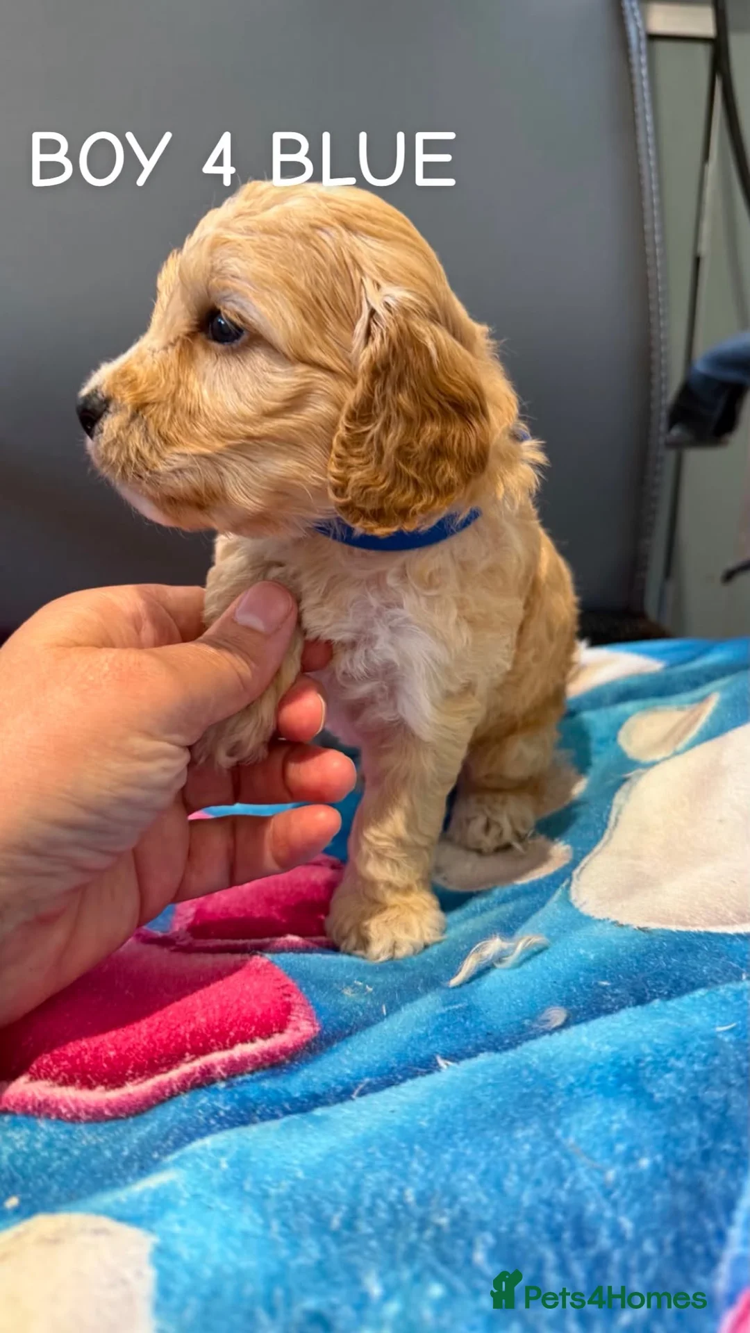 Cockapoo dogs for sale: STUNNING F1 COCKAPOOS  - Advert 31