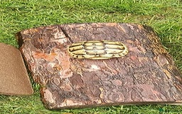 Hermann Tortoise reptiles for sale: 5 Spur Thighed Tortoises  - Image 23