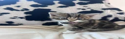 Mixed Breed cats for sale: Kittens ready for their new homes 💕 in Telford - Advert 3
