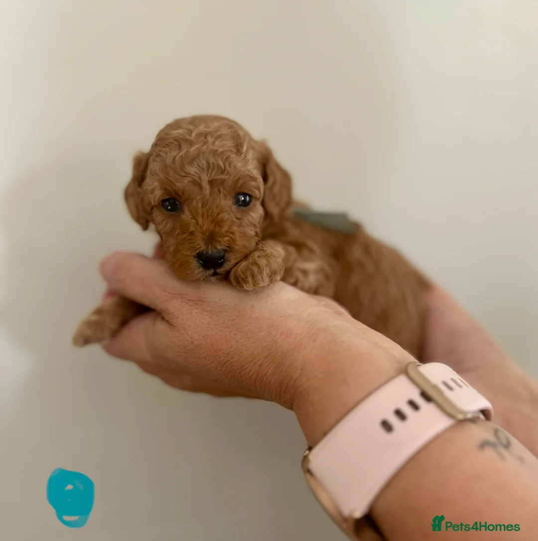 Miniature Poodle dogs for sale: Stunning Red Miniature Poodle Pups - Advert 2