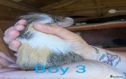 Guinea Pig rodents for sale: Little boy piggies - Image 2