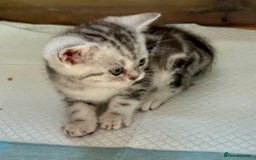 British Shorthair cats for sale: Gorgeous British Shorthair Babies.  - Image 6