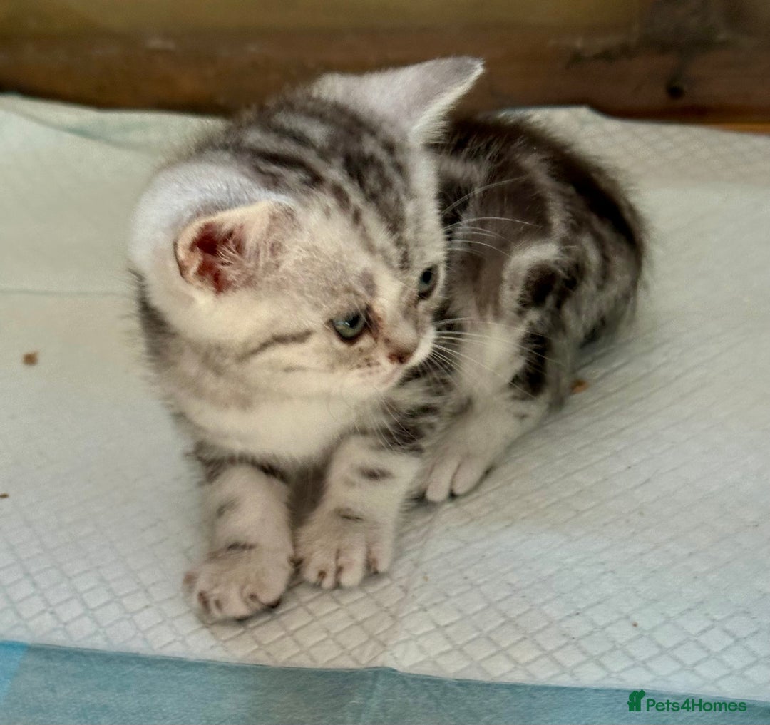 British Shorthair cats for sale: Gorgeous British Shorthair Babies.  - Image 6