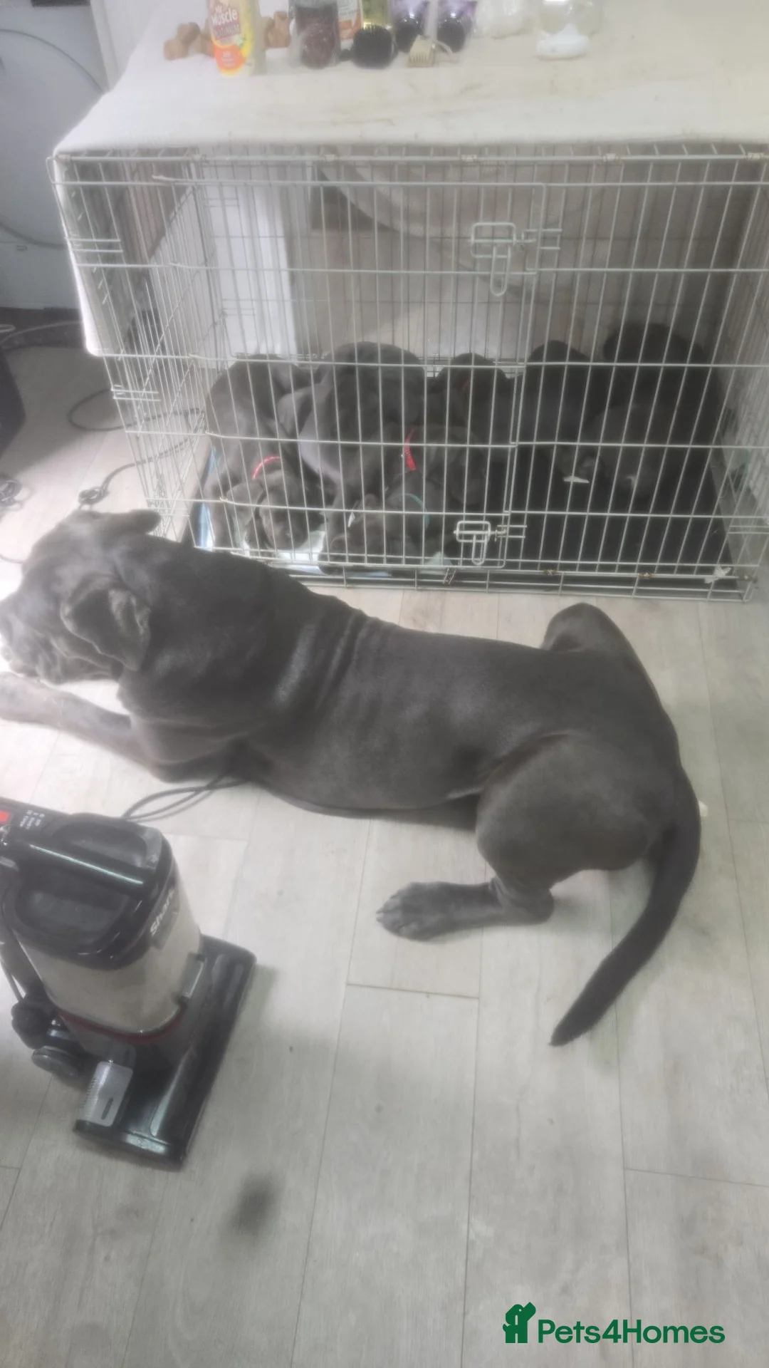 Cane Corso dogs for sale: Xmen blood line cane corso pups for sale  in London - Advert 4