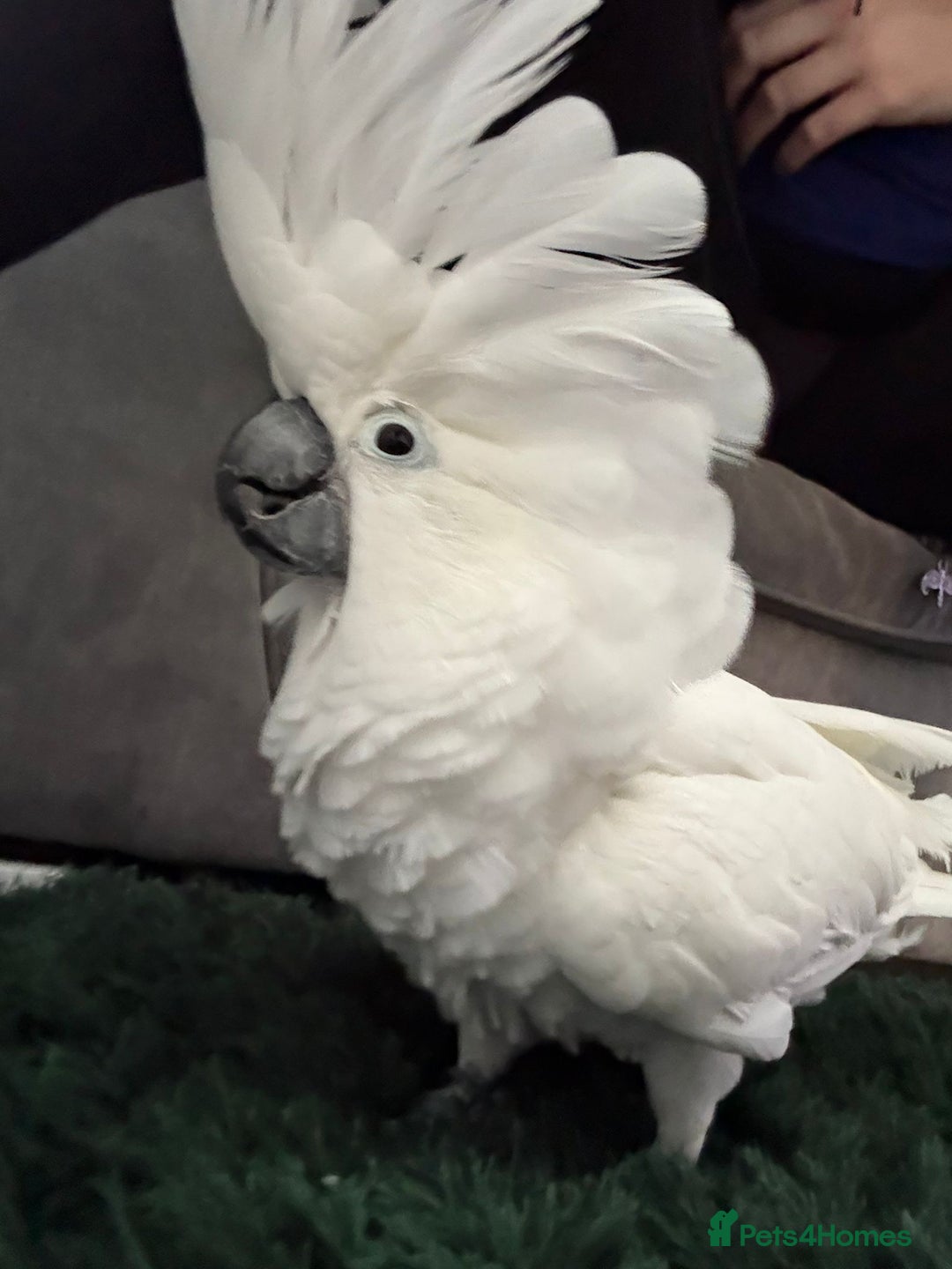 Cockatoo birds for sale: Umbrella Cockatoo  - Image 2