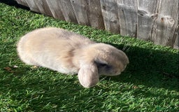 Mini Lion Lop rabbits for sale: ✨ 2 MINI LION LOPS – READY NOW ✨ - Image 7
