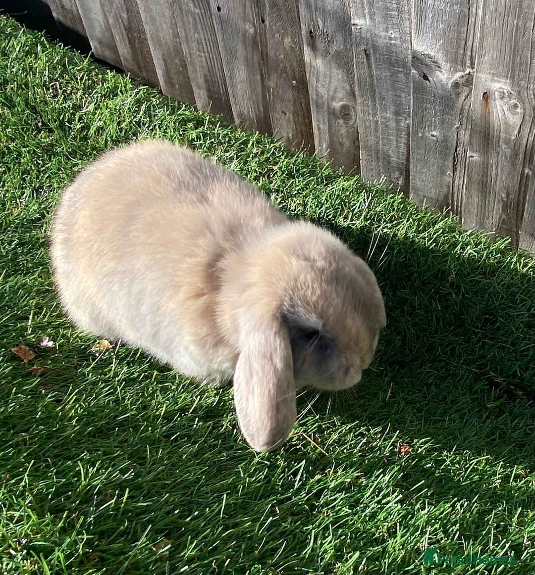 Mini Lion Lop rabbits for sale: ✨ 2 MINI LION LOPS – READY NOW ✨ - Image 7