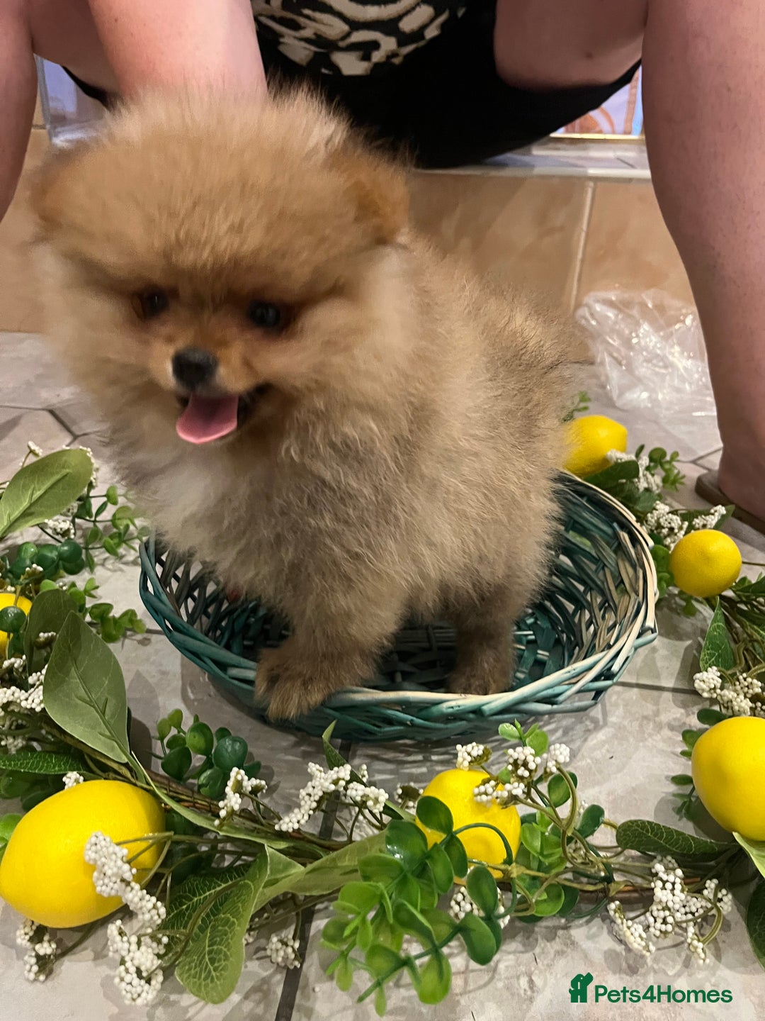 Pomeranian dogs for sale: Pomeranian show quality boy - Image 4