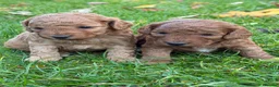 Cockapoo dogs for sale: Gorgeous F1b Cockapoos 5⭐️ Licensed Breeder DNA  - Advert 9