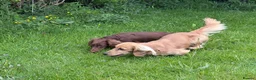 Dachshund dogs for sale: KC reg, champion bloodline, female mini dachshund - Advert 14