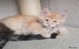 Maine Coon cats for stud: STUD ONLY  Maine Coon 9kg Russian Lines Proven - Image 15
