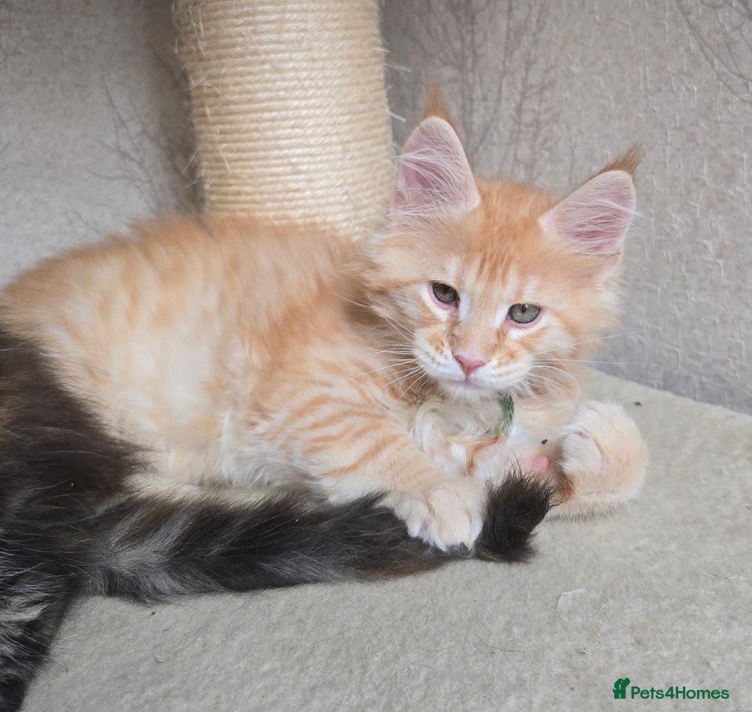 Maine Coon cats for stud: STUD ONLY  Maine Coon 9kg Russian Lines Proven - Image 15