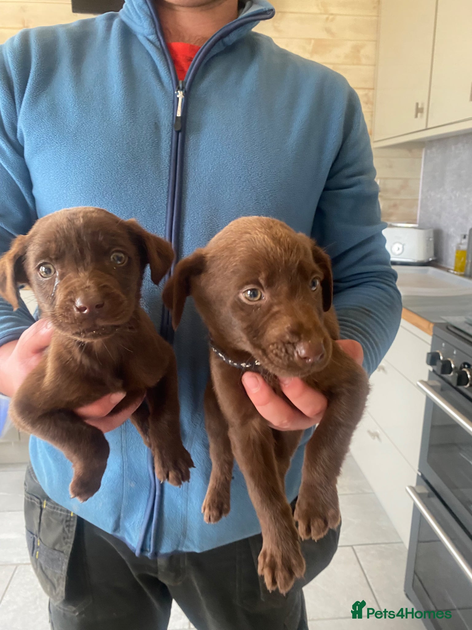 Labrador Retriever dogs BEAUTIFUL BOYS LEFT ONLY READY NOW!! - Advert 5
