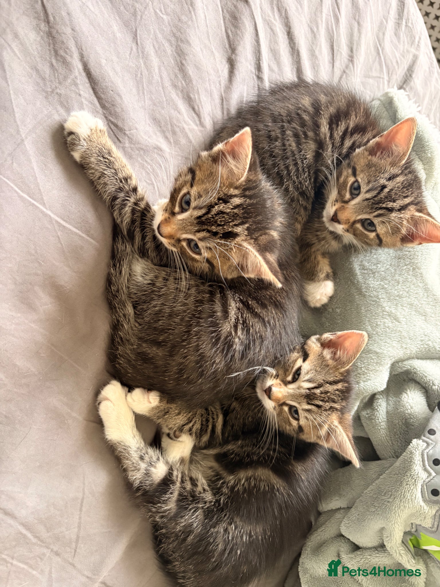 Domestic Shorthair cats Adorable Kittens - Advert 6