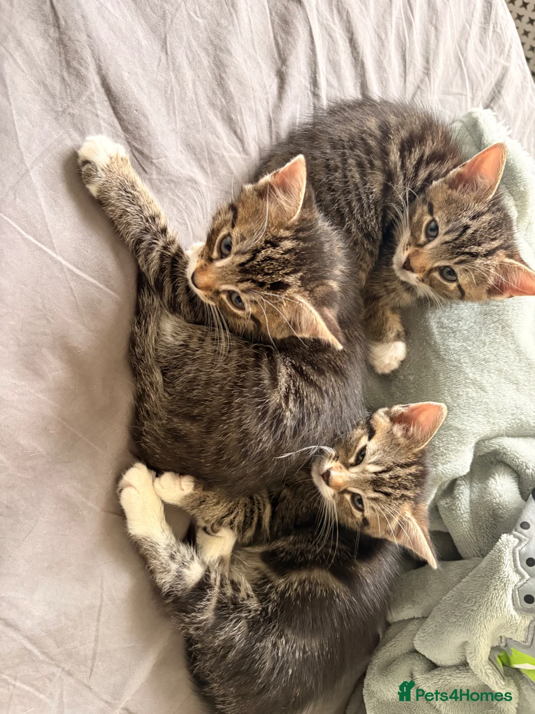 Domestic Shorthair cats for sale: Adorable Kittens - Advert 1