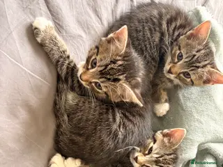 Domestic Shorthair cats Adorable Kittens - Advert 6