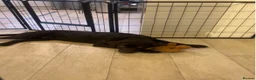 Labrador Retriever dogs for sale: Lovely Labrador Retriever in Ilford - Advert 2