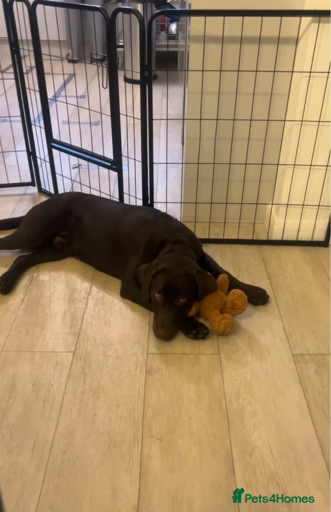 Labrador Retriever dogs for sale: Lovely Labrador Retriever in Ilford - Advert 2