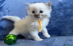Ragdoll cats for sale: 6 Beautiful Ragdolls - Image 10