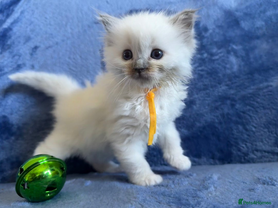 Ragdoll cats for sale: 6 Beautiful Ragdolls - Image 10