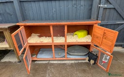 English Lop rabbits for sale: 2x rabbits - Image 5