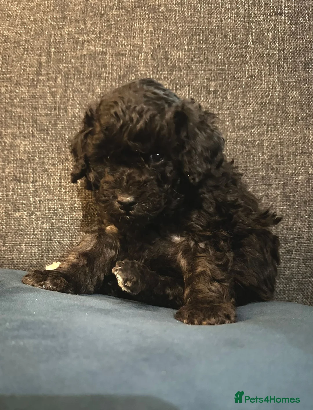 Miniature Poodle dogs for sale: Gorgeous pure bred miniature poodles - Advert 29