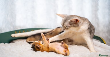 Abyssinian cats - Advert 1