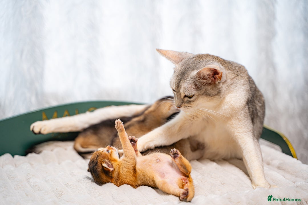 Abyssinian cats for sale: Silver Black Abyssinians-Champion TICA pedigree - Image 2