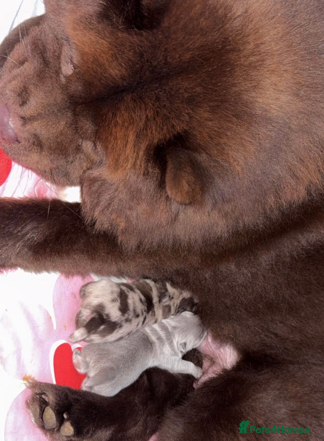 Chow Chow dogs for sale: 3 chow chow males available to reserve  - Advert 2