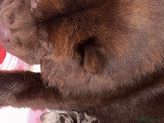 Chow Chow dogs 3 chow chow males available to reserve - Advert 9